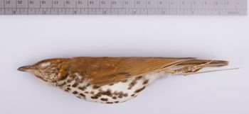 Media type: image;   Ornithology 212616